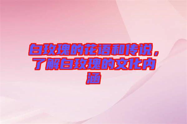 白玫瑰的花語和傳說，了解白玫瑰的文化內(nèi)涵